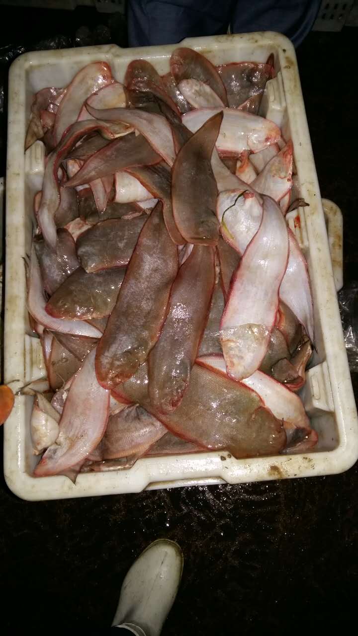 龍利魚（舌頭魚）