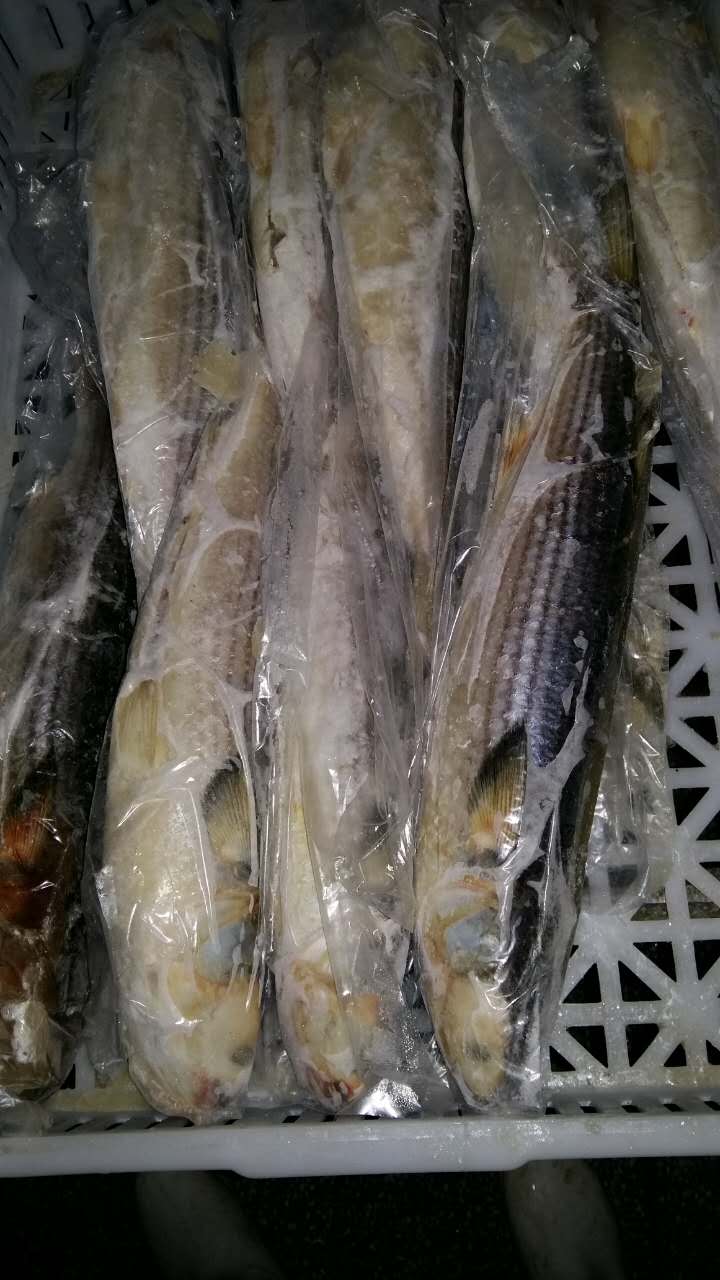 梭魚