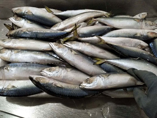 鮐鲅魚(yú)（青占魚(yú)）